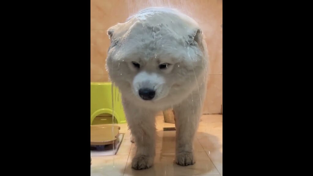 🐶#risingwiththewind #iQIYI #GongJun #ElaneZhong #shorts