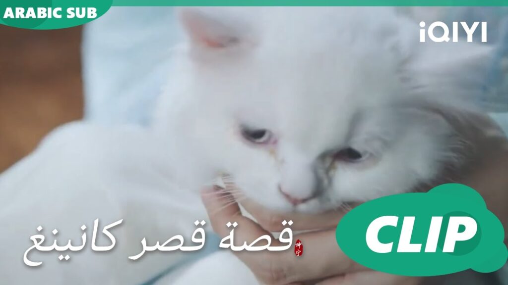 اترك القطقوط | قصة قصر كانينغ Story of Kunning Palace | الحلقة 8 | iQIYI Arabic