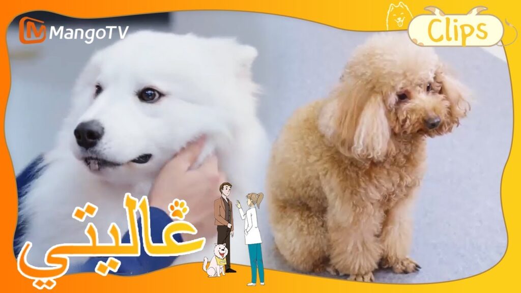 يا له من جرو ذكي! سرق كل الوجبات الخفيفة | My Precious | MangoTV Arabic يا له من جرو ذكي! سرق كل الوجبات الخفيفة | My Precious | MangoTV Arabic