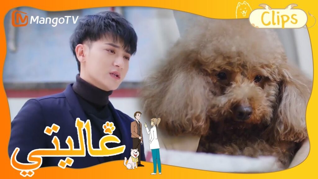 القصة وراء الجرو الذكي تجعل الناس يبكون | My Precious | MangoTV Arabic القصة وراء الجرو الذكي تجعل الناس يبكون | My Precious | MangoTV Arabic