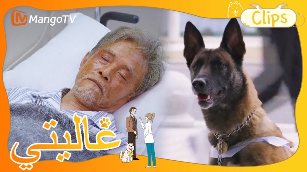 الكلب حراسة بصدق الصاحب المريض على باب مستشفى. | My Precious | MangoTV Arabic الكلب حراسة بصدق الصاحب المريض على باب مستشفى. | My Precious | MangoTV Arabic
