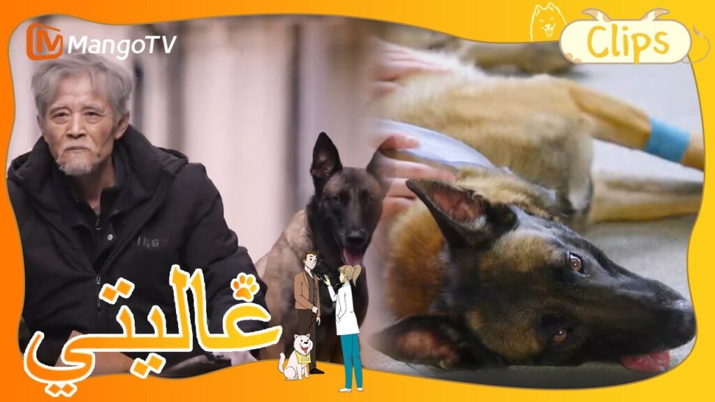 أغمي الكلب المخلص عند باب المستشفى، لكن البطلة لم تستطع إجراء العملية.| My Precious | MangoTV Arabic