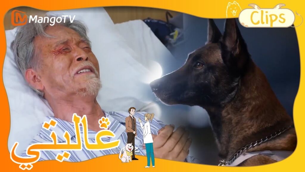 مات الجرو متأثرا بجراحه، وبكى الرجل العجوز حزنا جدا بعد سماع ذلك.| My Precious | MangoTV Arabic