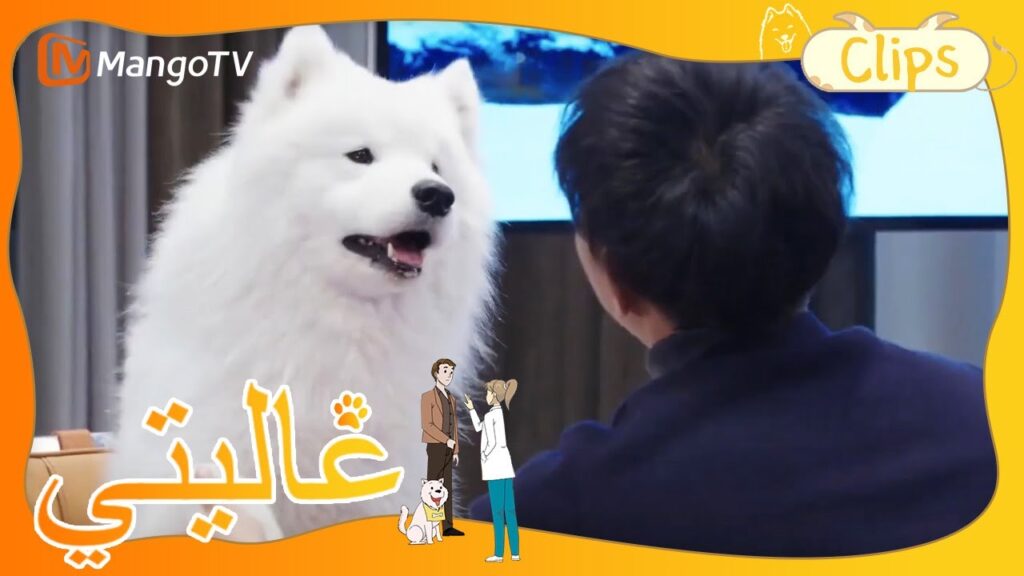 هل هذا لأن كلب هوانغ زيتاو لطيف جدًا؟ السامويد لطيف جدًا! | My Precious | MangoTV Arabic هل هذا لأن كلب هوانغ زيتاو لطيف جدًا؟ السامويد لطيف جدًا! | My Precious | MangoTV Arabic