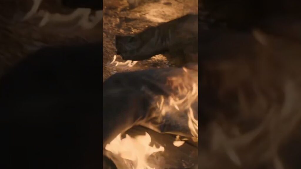 نحل يذبح القرية! كان القائد نحلة عملاقة بحجم بقرة! #TheBloodthirstyBees #النحل_المتعطش_للدماء #youku نحل يذبح القرية! كان القائد نحلة عملاقة بحجم بقرة! #TheBloodthirstyBees #النحل_المتعطش_للدماء #youku