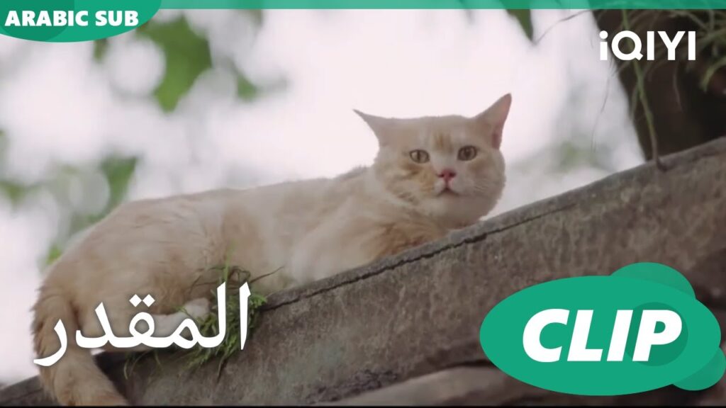 وقعت فى الكثير من المشاكل | المقدر Destined | الحلقة 19 | iQIYI Arabic