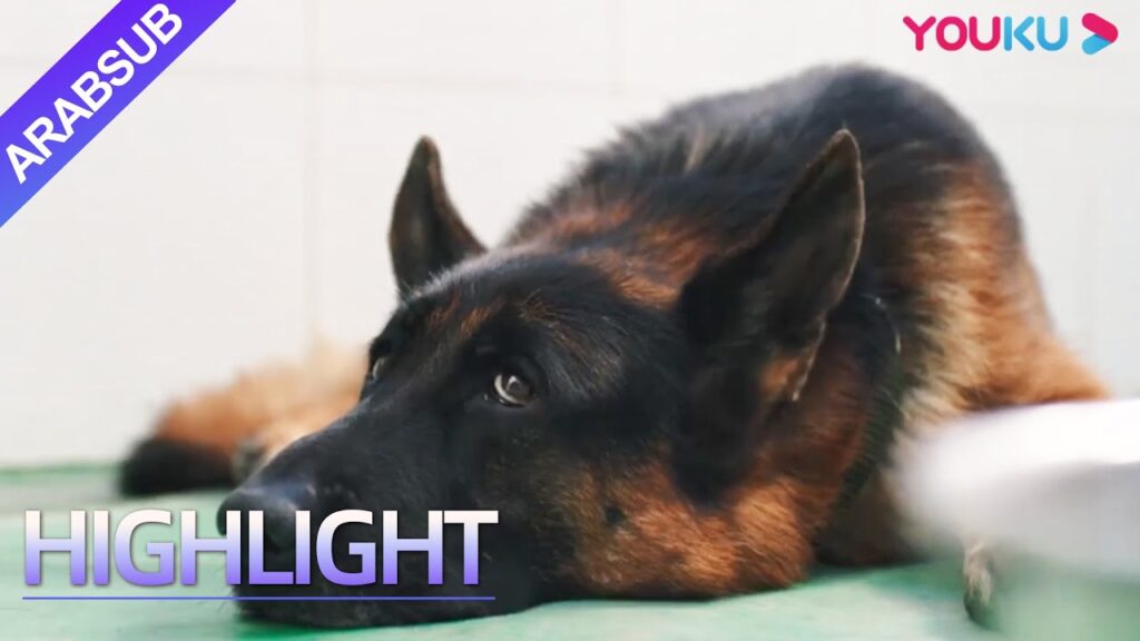 The Seven Dog’s PDU|الكلب البوليسي يتقيأ! جعل الرجل فكرته الخاصة لإعطاء كلب الشرطة طعامًا إضافيًا! The Seven Dog's PDU|الكلب البوليسي يتقيأ! جعل الرجل فكرته الخاصة لإعطاء كلب الشرطة طعامًا إضافيًا!