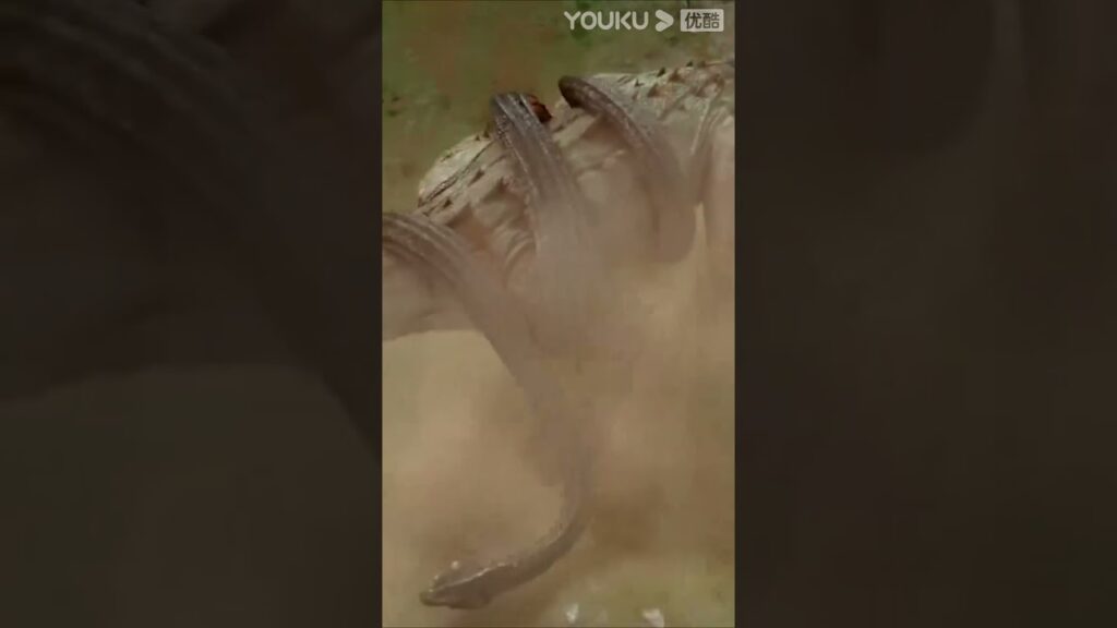 "عظاءة بريسكوس" ｜Varanus Priscus｜سحلية الشاشة عض الأفعى العملاقة في لدغة واحدة!｜YOUKU