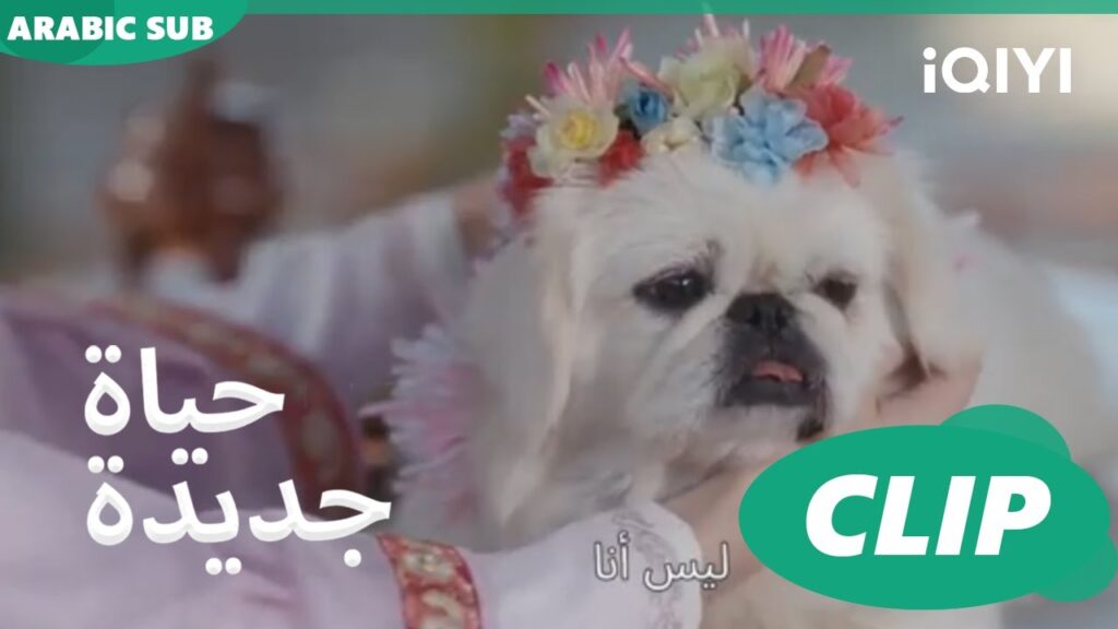 | حياة جديدة New Life Begins | كليبات | iQIYI Arabic