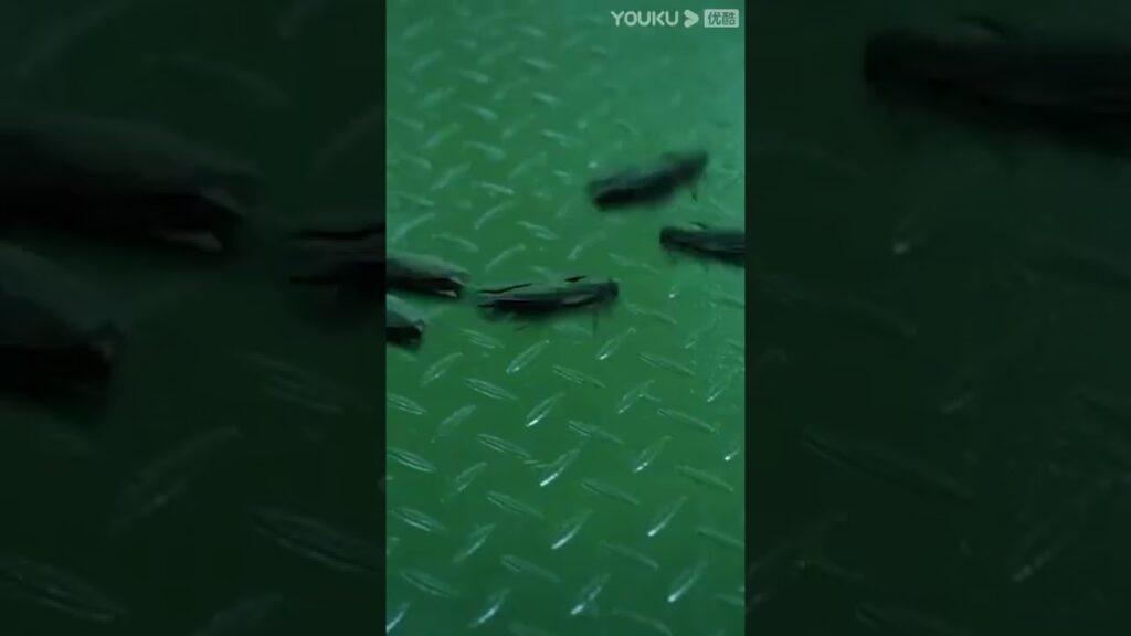 "الجعران"｜الصراصير الطافرة تضرب، هل يمكن للناس البقاء على قيد الحياة؟｜YOUKU