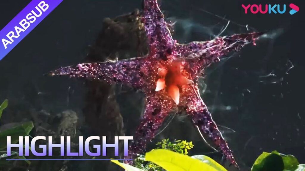 "لم الشمل: الهروب من الأفعى الوحشية"｜البطل وسيم ويدمر عش سمكة البيرانا!｜YOUKU