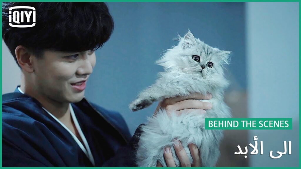 الحيوانات في ميدان التصوير🐱🐶 | إلى الأبد | iQiyi Arabic