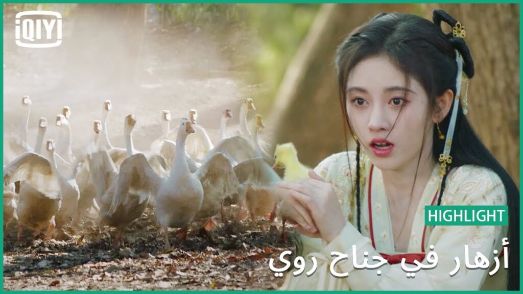 مجرد صدفة | أزهار في جناح روي  | iQiyi Arabic