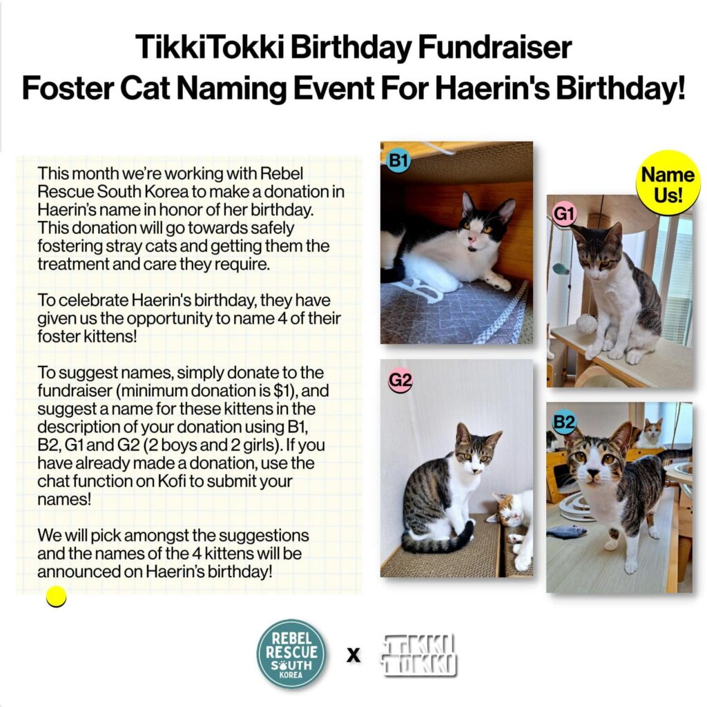 🐱حدث تسمية القطط الصغيرة لهارين!🐱