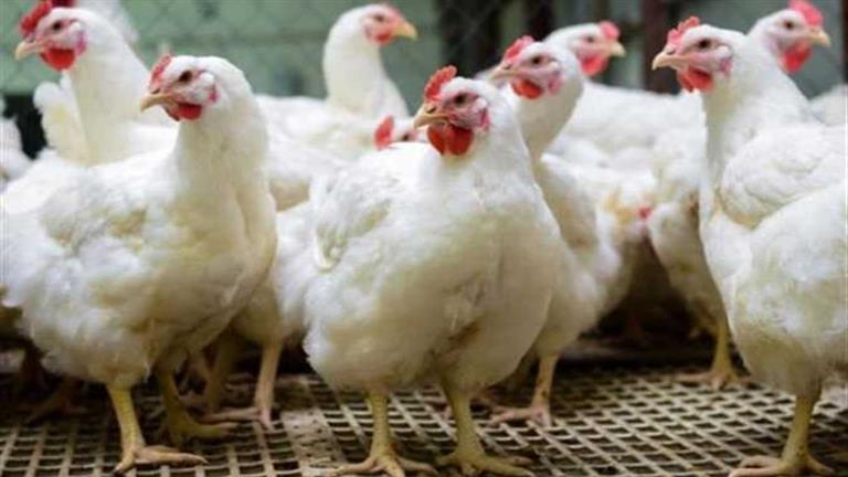 بـ”نص الثمن”.. الداخلية تكشف مفاجأة في محل دواجن بولاق بـ"نص الثمن".. الداخلية تكشف مفاجأة في محل دواجن بولاق