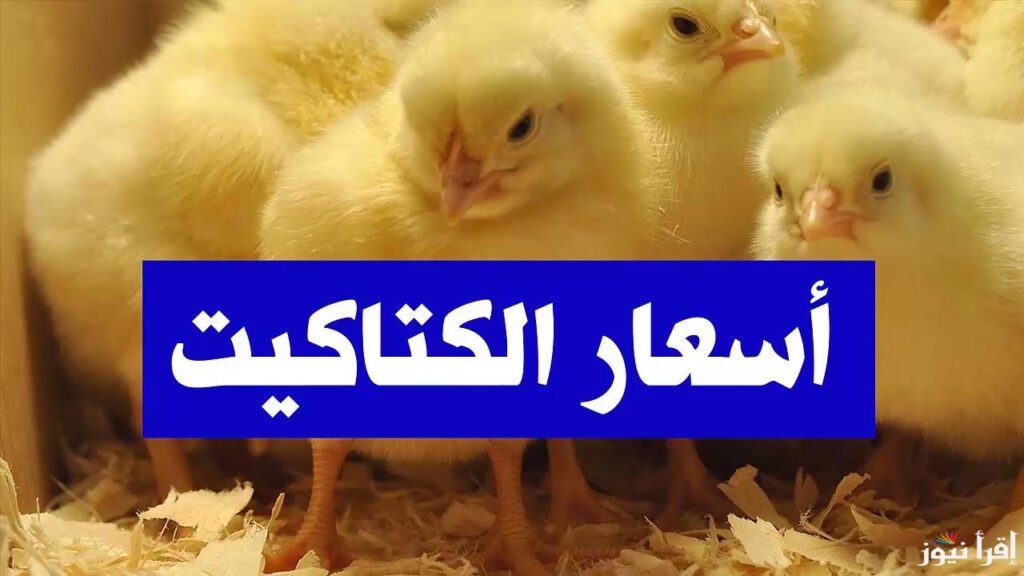“ابيض وبلدي” سعر الكتكوت الابيض اليوم الاثنين 28/10/2024 بالبورصة والسعر للمستهلك بالمنافذ التجارية “ابيض وبلدي” سعر الكتكوت الابيض اليوم الاثنين 28/10/2024 بالبورصة والسعر للمستهلك بالمنافذ التجارية