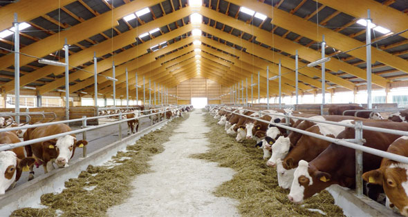 دعم جديد للثروة الحيوانية.. 672 ترخيصًا لمشروعات جديدة خلال مايو الثروة الحيوانية