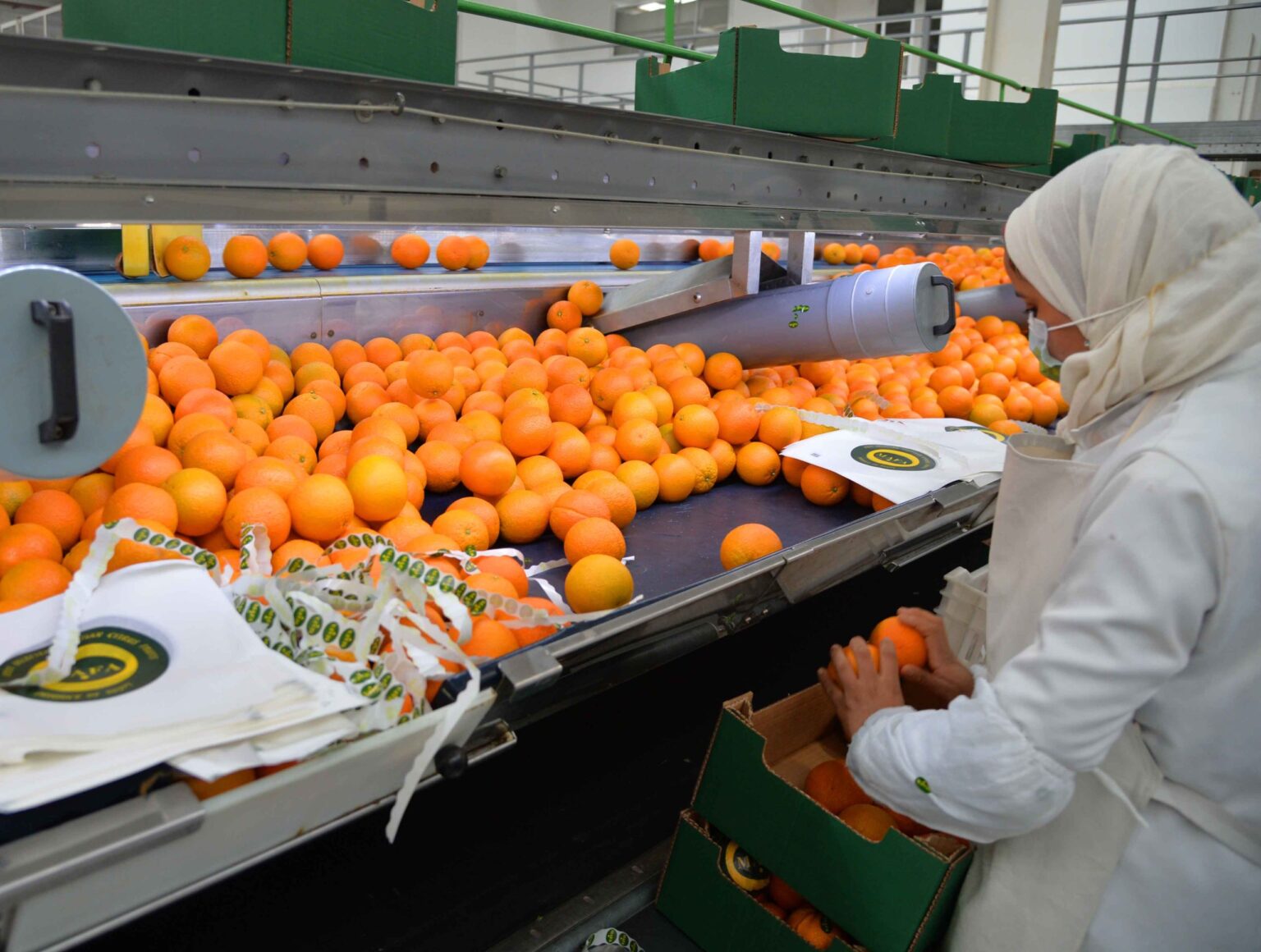 وصل مستويات غير مسبوقة.. ما سر ارتفاع أسعار تصدير البرتقال المصري؟ وصل مستويات غير مسبوقة.. ما سر ارتفاع أسعار تصدير البرتقال المصري؟