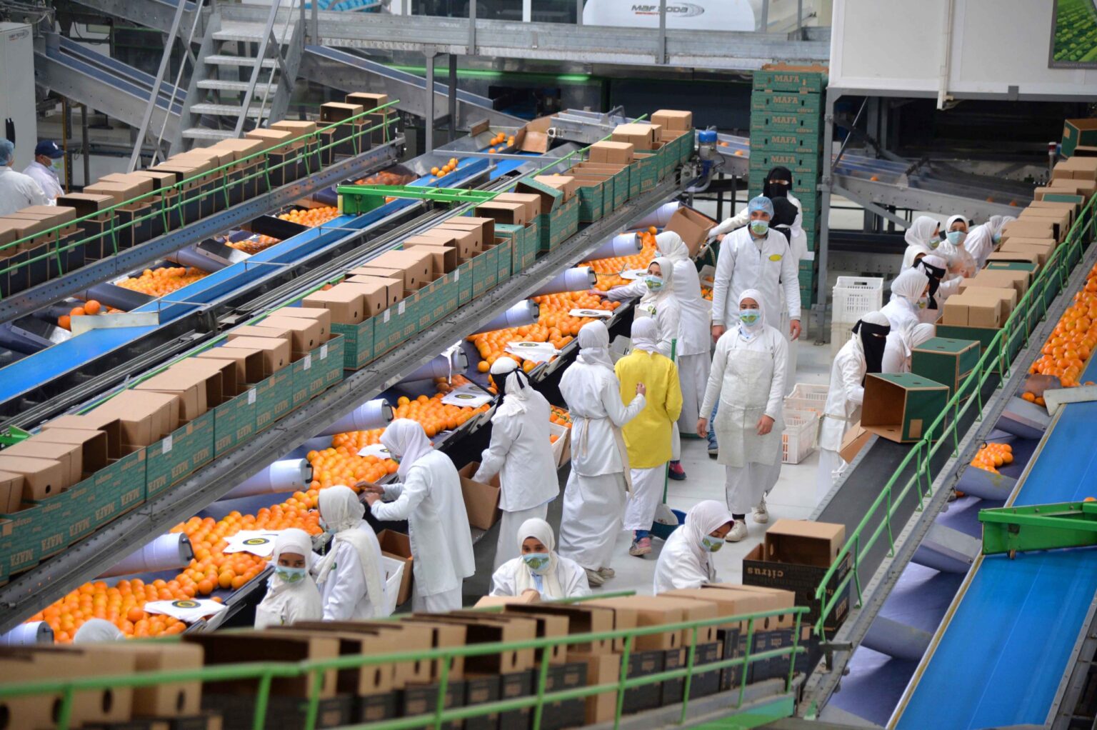 إلى اليابان والعالم| نجاحات متوالية للصادرات الزراعية المصرية بفضل منظومة التصدير إلى اليابان والعالم| نجاحات متوالية للصادرات الزراعية المصرية بفضل منظومة التصدير