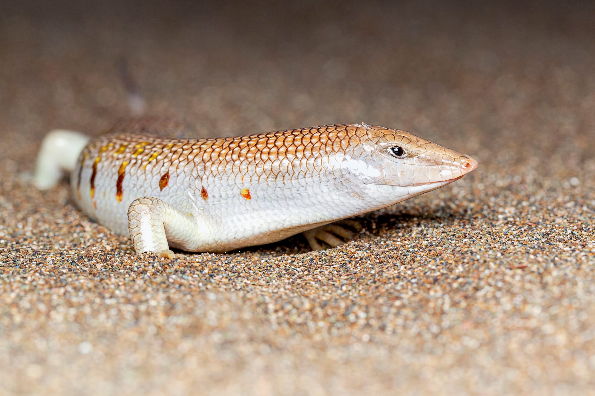 "هتجنن الكويتين والسعوديين".. سمك يعيش في الصحراء لن تصدق على ماذا يتغذى في الرمال.. شكلها غريب جدا!! 5 223098