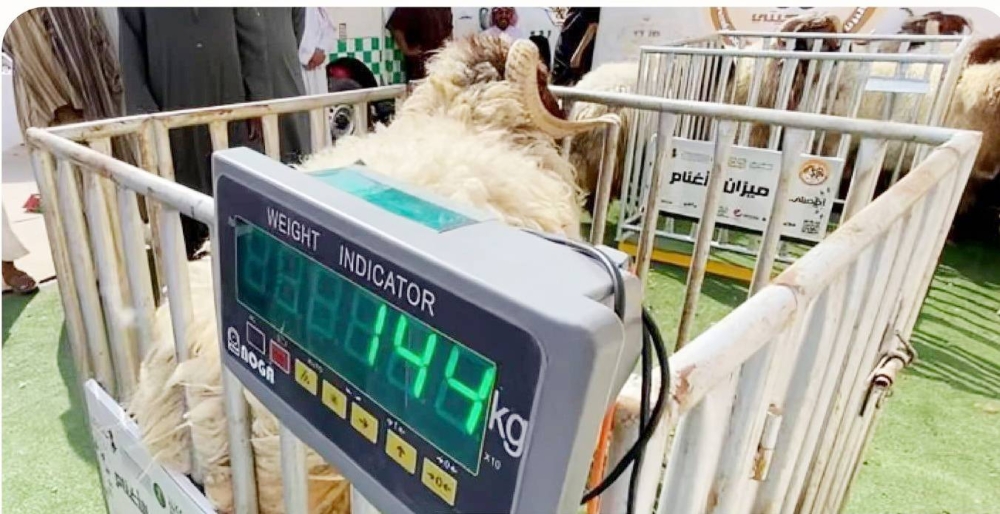 ورشة في الرياض لبحث آليات بيع المواشي بـ «الوزن» – أخبار السعودية ورشة في الرياض لبحث آليات بيع المواشي بـ «الوزن» - أخبار السعودية