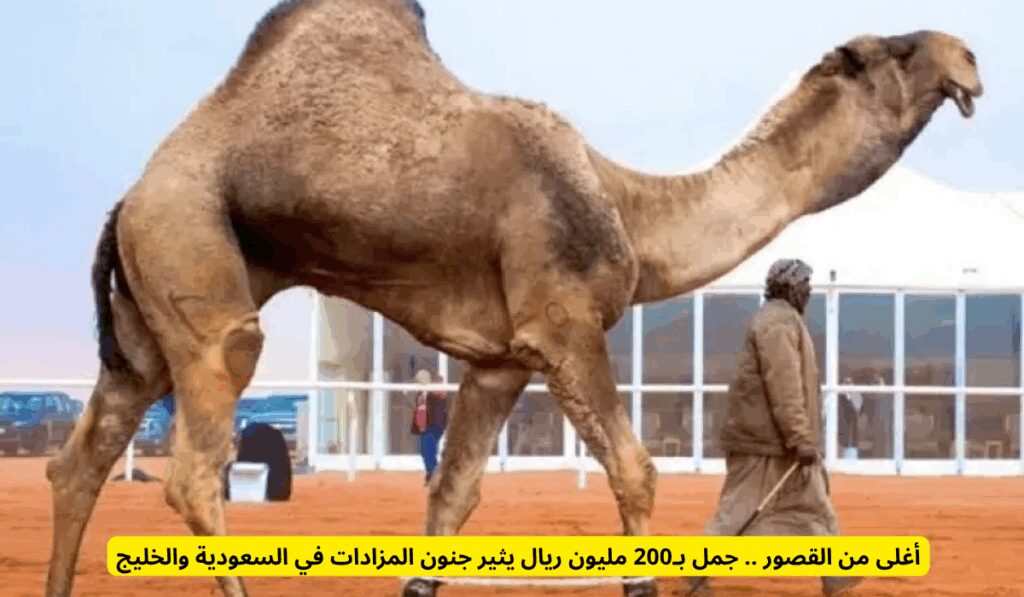 أغلى من القصور .. جمل بـ200 مليون ريال يثير جنون المزادات في السعودية والخليج عرنون