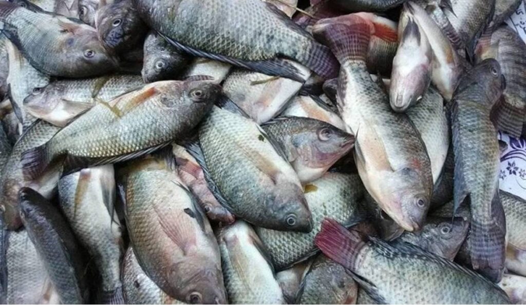أسعار الأسماك اليوم الأحد 25 مايو 2025.. بكم البلطي في سوق العبور؟ أسعار الأسماك اليوم الأحد 25 مايو 2025.. بكم البلطي في سوق العبور؟