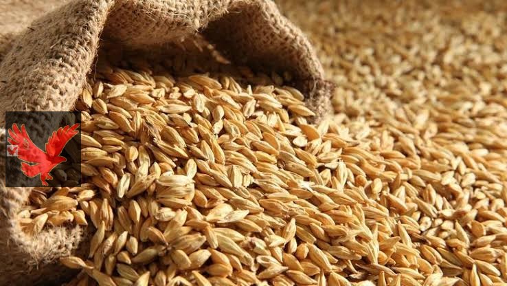عامل كام رفيع وعريض الحبة؟ .. سعر طن الأرز الشعير اليوم الإثنين 26 مايو 2025 في الأسواق المحلية وسوق العبور .. لن تصدق عامل كام كيلو الأبيض!!!!! عامل كام رفيع وعريض الحبة؟ .. سعر طن الأرز الشعير اليوم الإثنين 26 مايو 2025 في الأسواق المحلية وسوق العبور .. لن تصدق عامل كام كيلو الأبيض!!!!!
