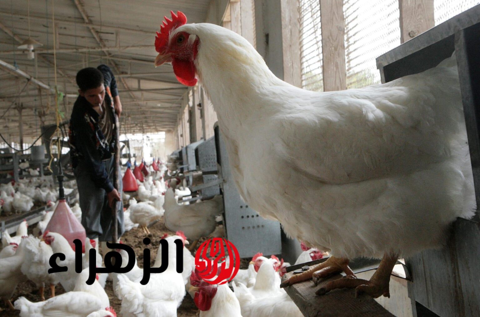شوف الكيلو بكام.. مفاجأة في أسعار الدواجن اليوم في مصر | وسعر كرتونة البيض مفاجأة