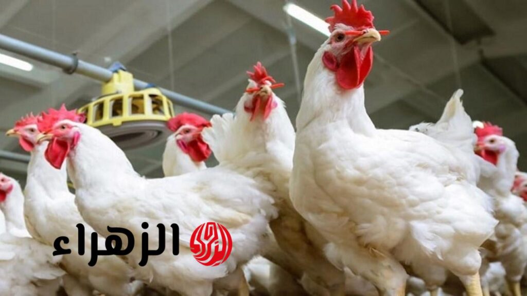 بشرى سارة .. هبوط قوي بأسعار الدواجن في هذا الموعد بشرى سارة .. هبوط قوي بأسعار الدواجن في هذا الموعد
