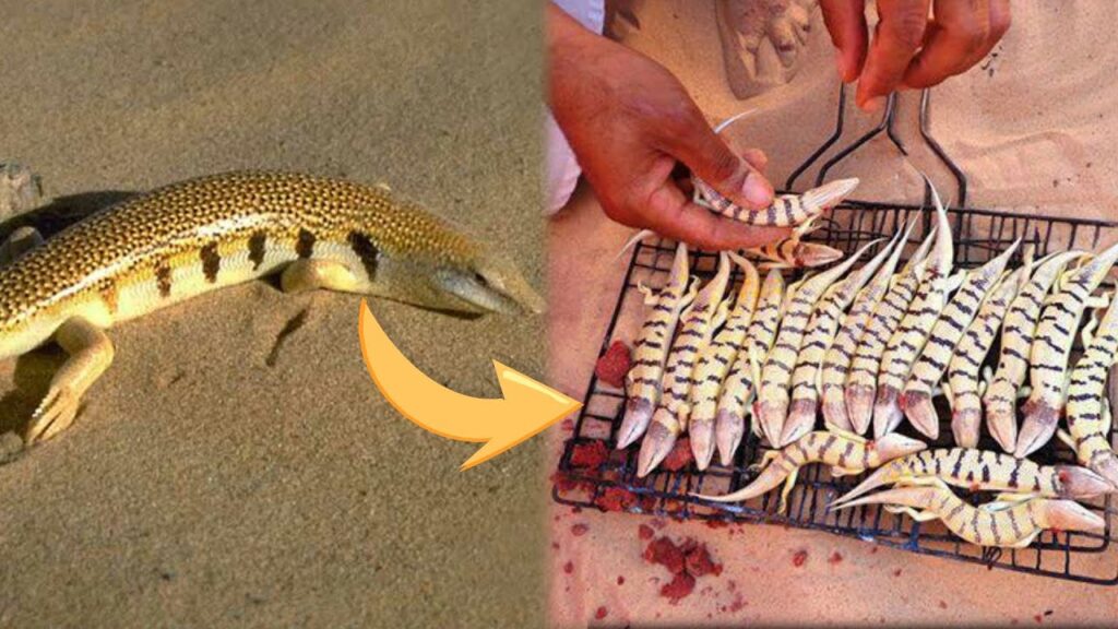 “هتجنن الكويتين والسعوديين”.. سمك يعيش في الصحراء لن تصدق على ماذا يتغذى في الرمال.. شكلها غريب جدا!! "هتجنن الكويتين والسعوديين".. سمك يعيش في الصحراء لن تصدق على ماذا يتغذى في الرمال.. شكلها غريب جدا!!