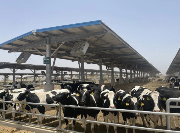 مجمع متكامل للإنتاج الحيواني - أرشيفية