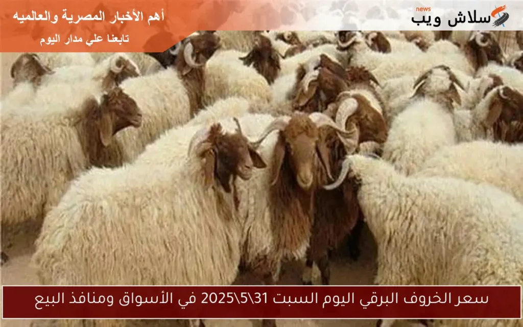 سعر الخروف البرقي اليوم السبت 3152025 في الأسواق ومنافذ البيع سعر الخروف البرقي اليوم السبت 3152025 في الأسواق ومنافذ البيع