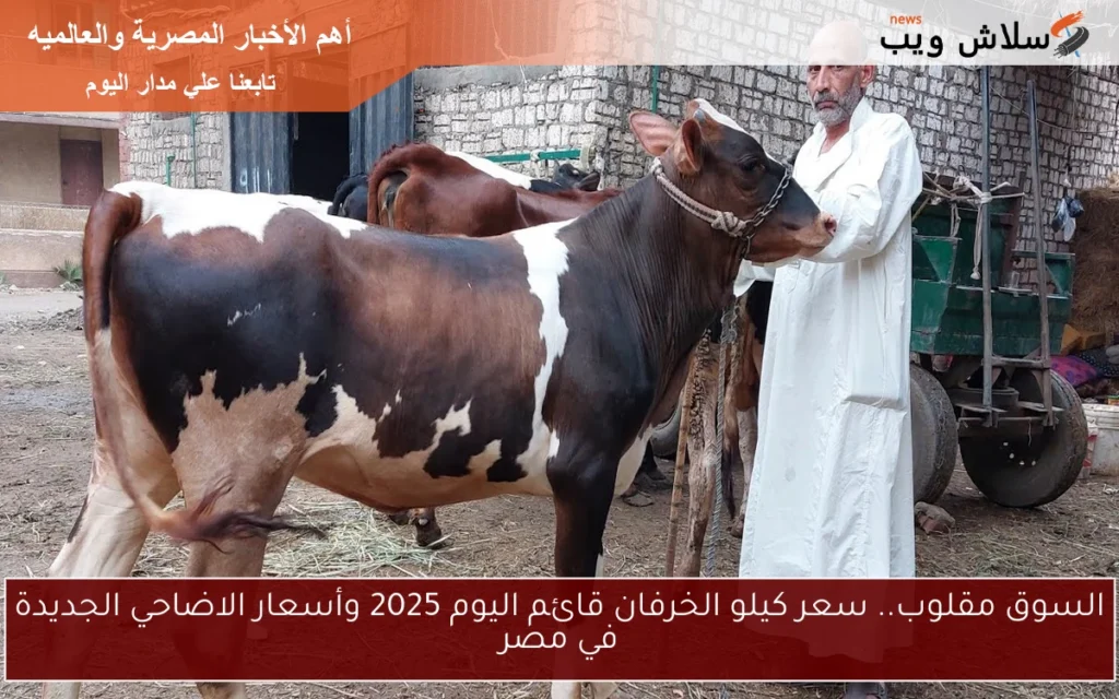 ولع في السوق الآن Now .. سعر كيلو الخرفان قائم اليوم 2025 وأسعار الاضاحي الجديدة في مصر ولع في السوق الآن Now .. سعر كيلو الخرفان قائم اليوم 2025 وأسعار الاضاحي الجديدة في مصر