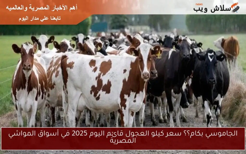 الجاموسي بكام؟؟ سعر كيلو العجول قائم اليوم 2025 في أسواق المواشي المصرية الجاموسي بكام؟؟ سعر كيلو العجول قائم اليوم 2025 في أسواق المواشي المصرية