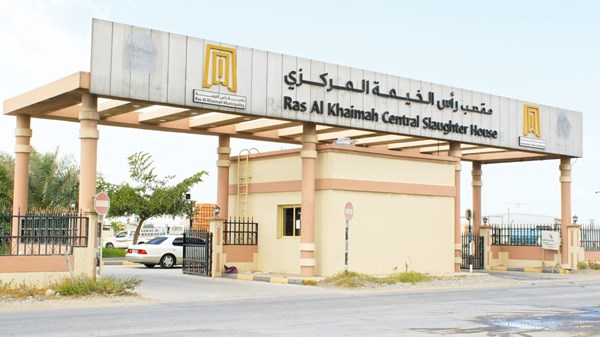 3366 ذبيحة تستقبلها مقاصب رأس الخيمة خلال يومين 3366 ذبيحة تستقبلها مقاصب رأس الخيمة خلال يومين