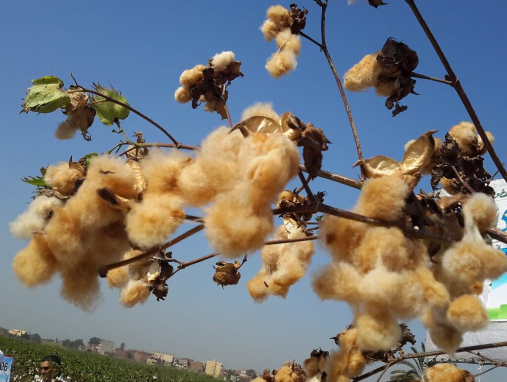 مصر تنجح في تطوير 3 سلالات قطن ملون باللونين الأخضر والبني (صور) القطن الملون