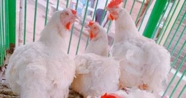 شعبة الدواجن تعلن هبوط أسعار الفراخ البيضاء 25% وتؤكد انخفاض الهالك