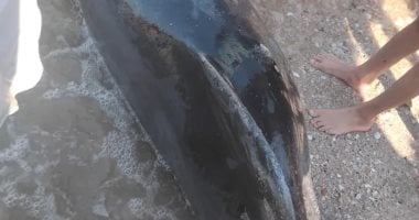 العثور على دولفين نافق على شاطئ بورفؤاد فى بورسعيد.. صور