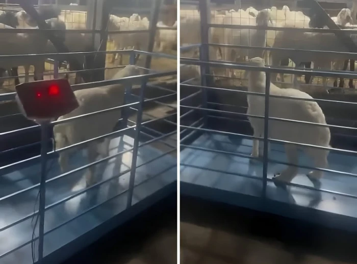 بالفيديو.. بدء تطبيق بيع الأغنام بالوزن في سوق ‎الطائف.. والكشف عن سعر الكيلو