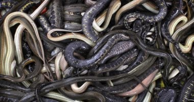 "الزراعة": إحباط محاولة تهريب عشرات الزواحف والكائنات النادرة بمطار القاهرة.. فيديو