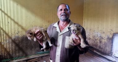 مولودين من 48 ساعة.. مسعد ويحيى أصغر أسدين فى حديقة حيوان بنى سويف “فيديو” مولودين من 48 ساعة.. مسعد ويحيى أصغر أسدين فى حديقة حيوان بنى سويف "فيديو"