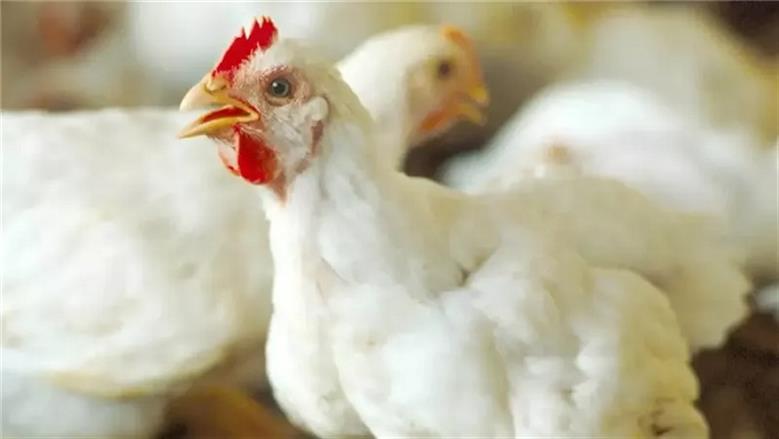 أسعار الفراخ البيضاء اليوم الثلاثاء 3-6-2025 في بورصة الدواجن وللمستهلك أسعار الفراخ البيضاء اليوم الثلاثاء 3-6-2025 في بورصة الدواجن وللمستهلك