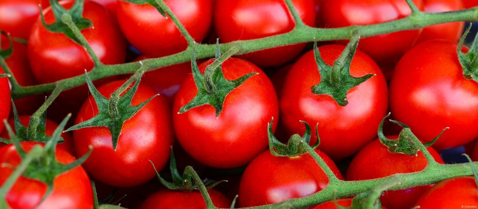 52 ألف طن صادرات العام الماضي.. الطماطم المصرية تُزين الأسواق الدولية 52 ألف طن صادرات العام الماضي.. الطماطم المصرية تُزين الأسواق الدولية