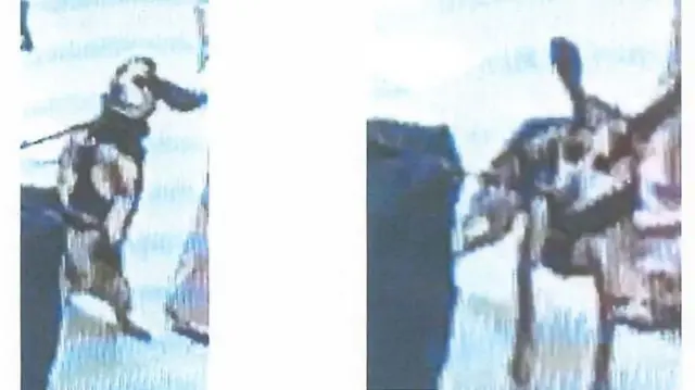 يظهر كلب في صورتين ثابتتين من لقطات مراقبة. تُظهر الصورتان كلب بيغل واقفًا على قائمتيه الخلفيتين، وآخر بأذنيه منتصبتين تطفوان في الهواء بعد ركله.