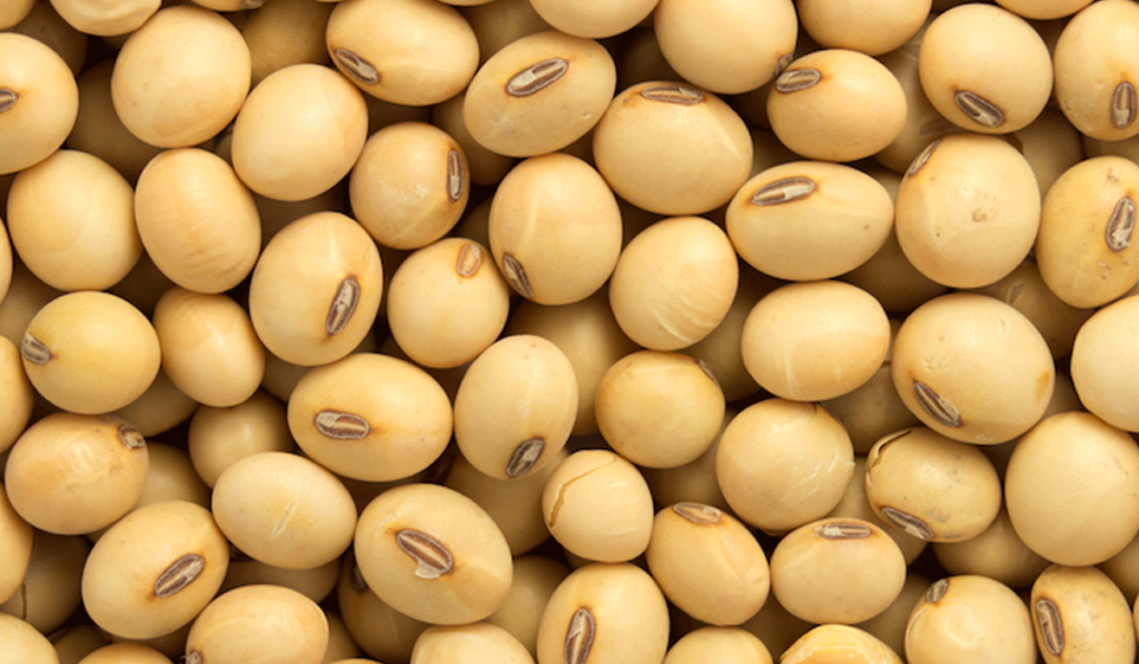 خطط لزيادة المساحات المزروعة.. 4 إجراءات مهمة لزيادة إنتاج فول الصويا فول الصويا