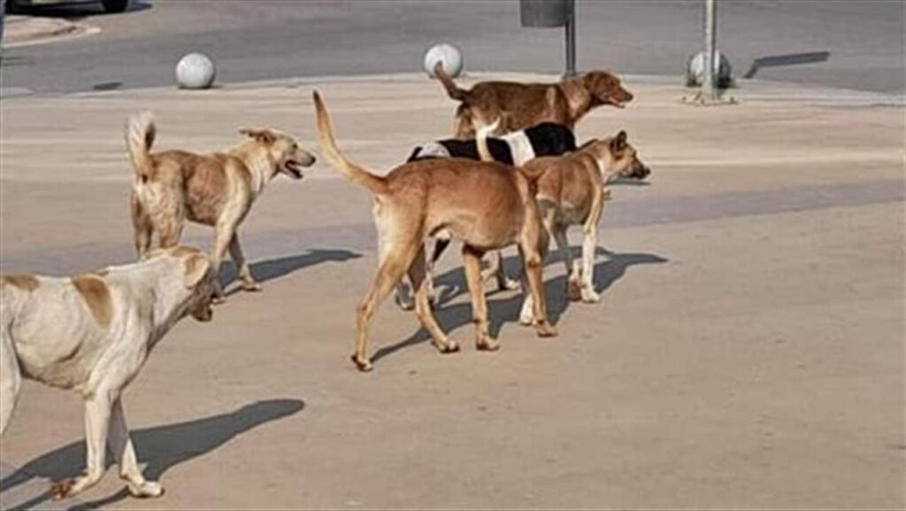 في صيدا وأثناء ممارستها الرياضة.. هاجمتها كلاب شاردة!