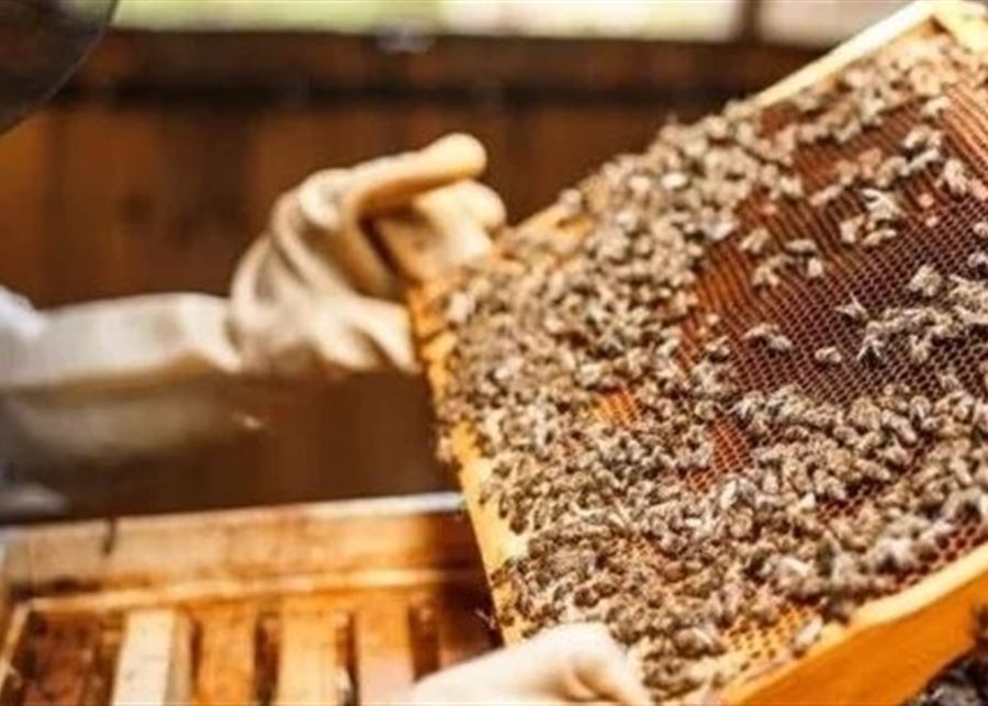 نقابة مربي النحل في البقاع تنعى الشهيد محمد نصرالله وتطالب الحكومة بوقف الاعتداءات الإسرائيلية فورًا نقابة مربي النحل في البقاع تنعى الشهيد محمد نصرالله وتطالب الحكومة بوقف الاعتداءات الإسرائيلية فورًا