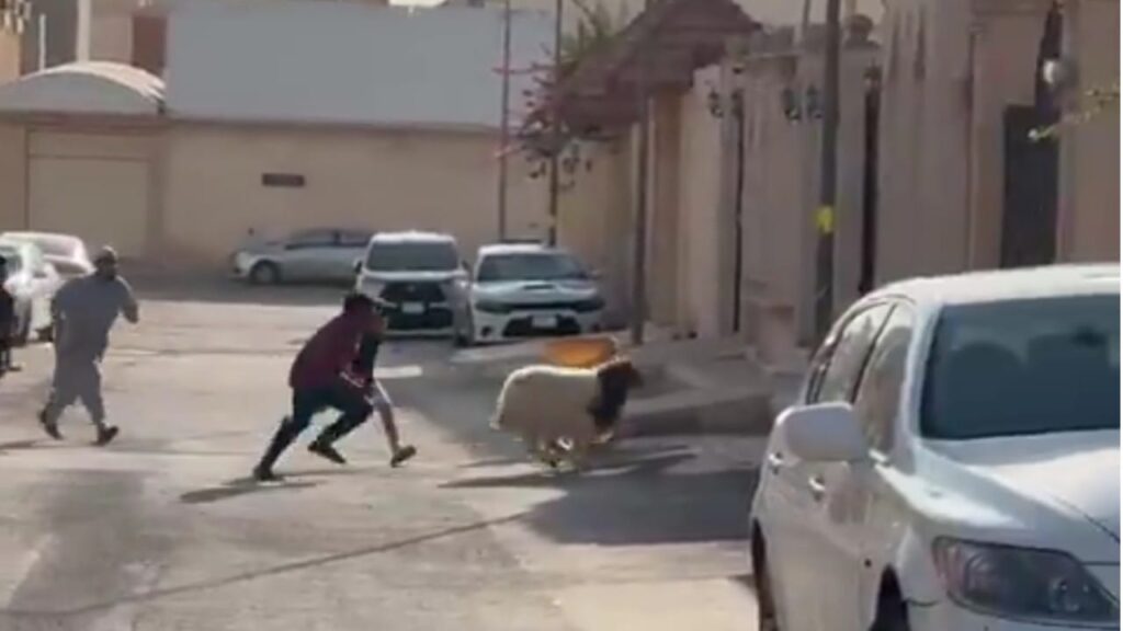 الربيعة: منظومة الحج ارتقت لمستويات غير مسبوقة