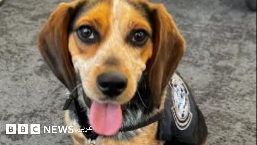 ترحيل مصري من الولايات المتحدة بعد إدانته بركل كلب وإلزامه بدفع تكاليف العلاج